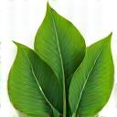 円を描くように配置された緑の葉